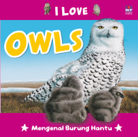 Image of OWL : Mengenal Burung Hantu
